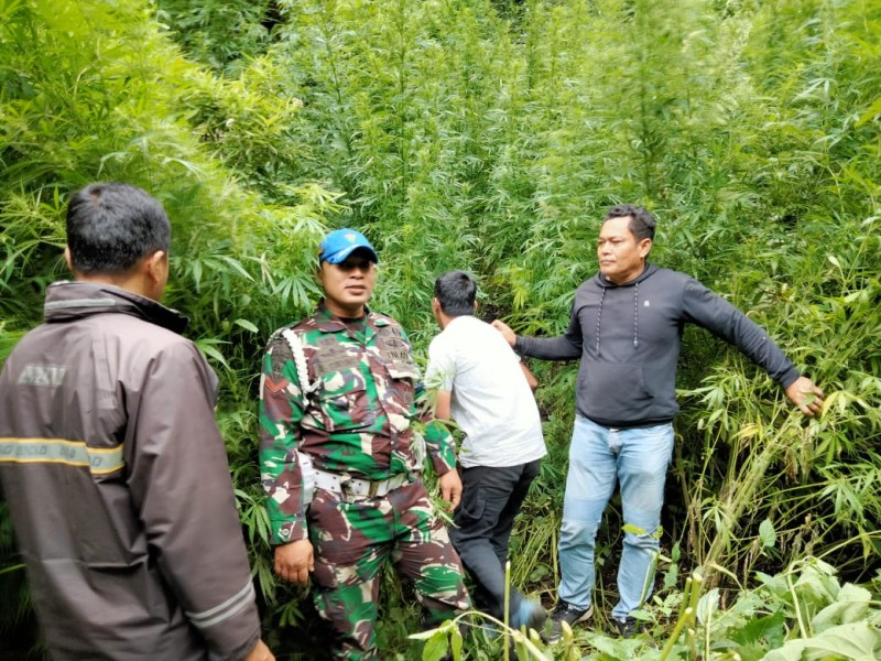 Tempuh Medan Terjal, Kodim 0205/TK Amankan Ladang Ganja Selebar 1 Rante di Pancur Batu Tempuh Medan Terjal, Kodim 0205/TK Amankan Ladang Ganja Selebar 1 Rante di Pancur Batu
