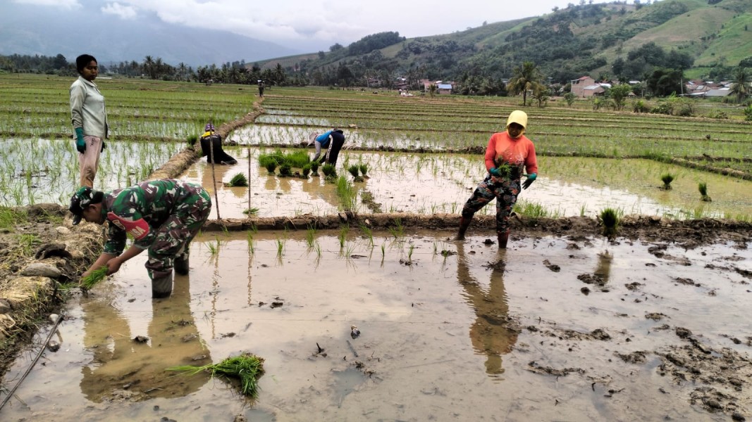 Babinsa Koramil 09/LB, Terjun Langsung Ke Sawah, Bantu Petani Proses Penanaman Padi