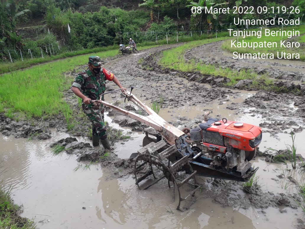 Menggunakan Traktor, Babinsa Koramil 06/MT Bantu Petani Membajak Sawah