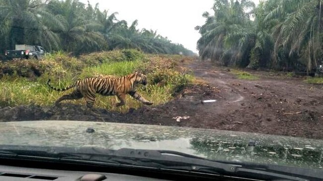 Hari ke-67 Belum Tertangkap, Manusia VS Harimau Bonita di Riau