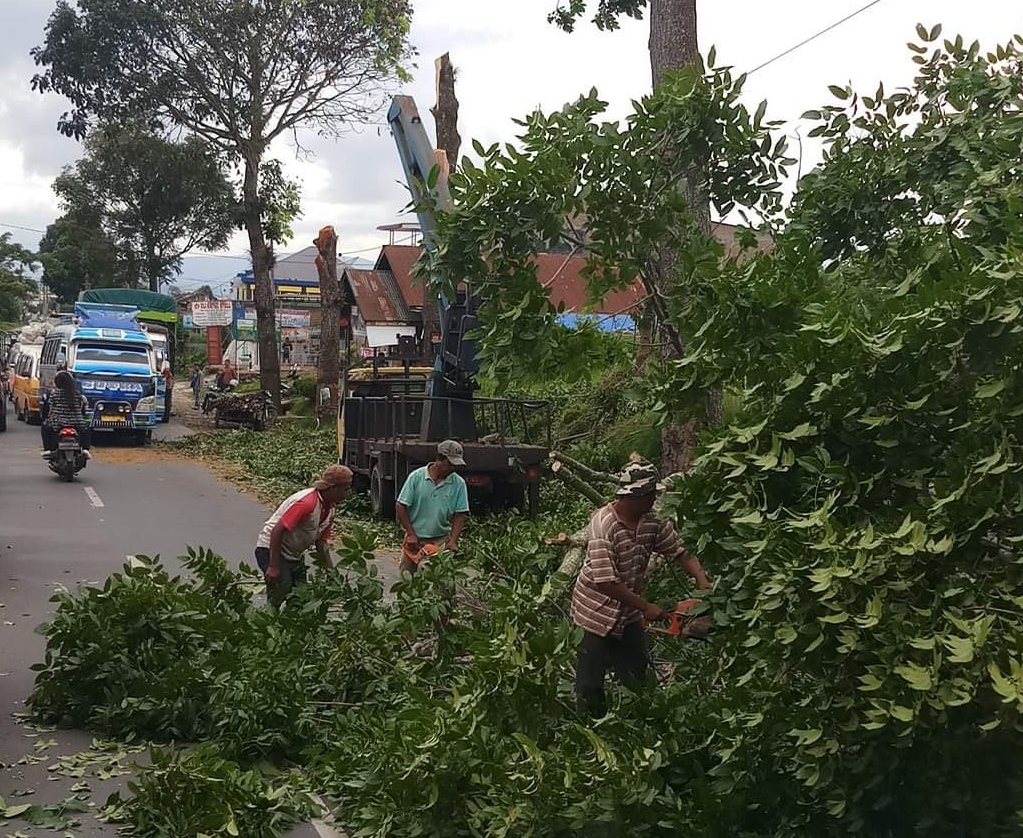 Penebangan Pohon Untuk Pelebaran Jalan Nasional di Kabanjahe - Berastagi Belum Rampung?