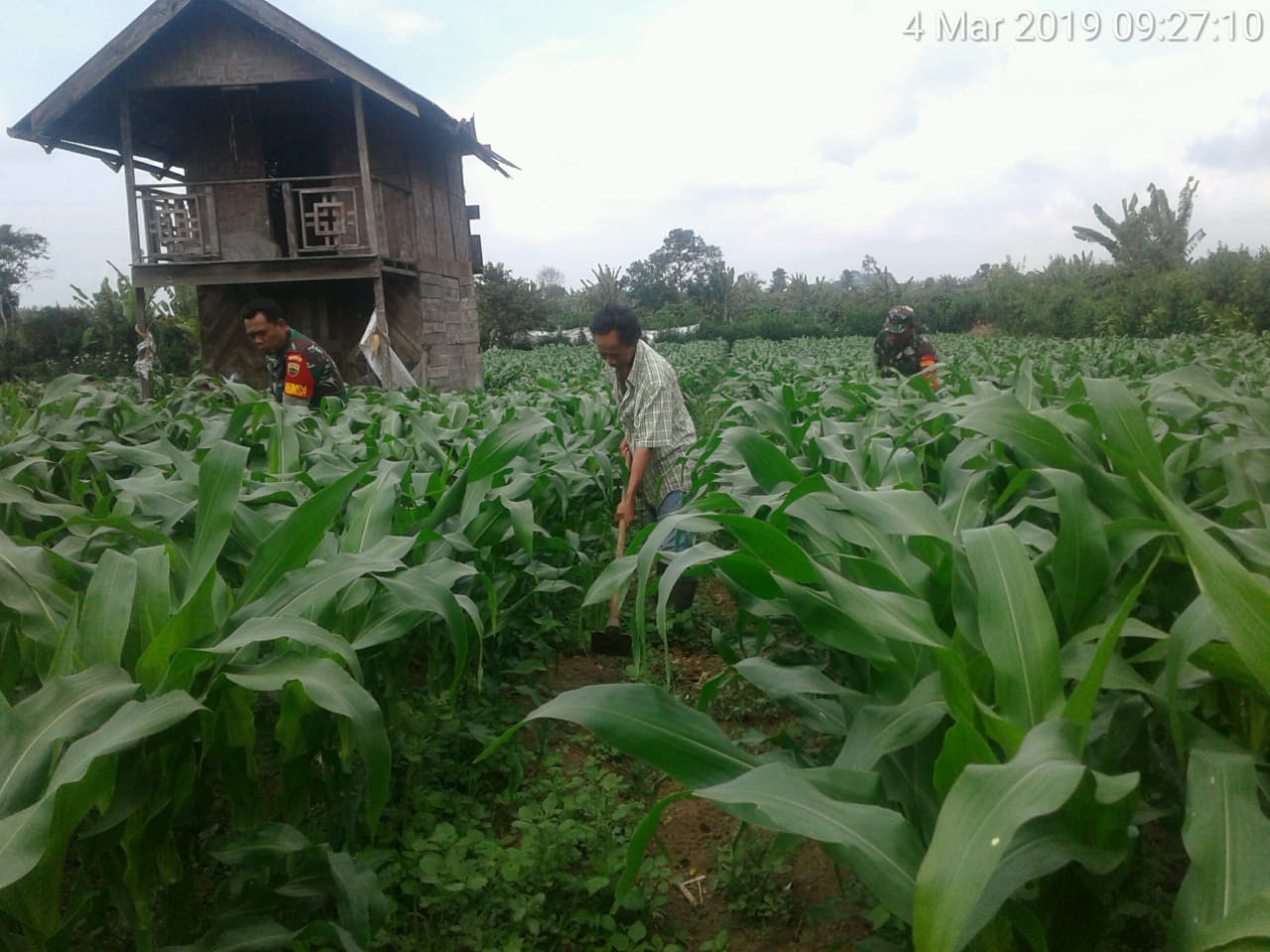 Serka Harianta dan Sertu Rahmat Bantu Penyiangan Jagung Petani Milik Jumhur Barus