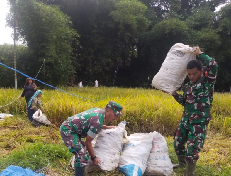 Sukseskan Program Ketahanan Pangan, Dandim 0205/TK Instruksikan Babinsa Terus Dampingi Petani Sukseskan Program Ketahanan Pangan, Dandim 0205/TK Instruksikan Babinsa Terus Dampingi Petani