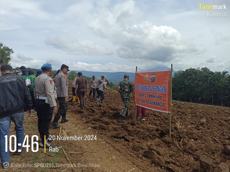 Dukung Ketahanan Pangan, Polsek Tigabinanga Bersama Tiga Pilar Tanam Jagung di Desa Kuala