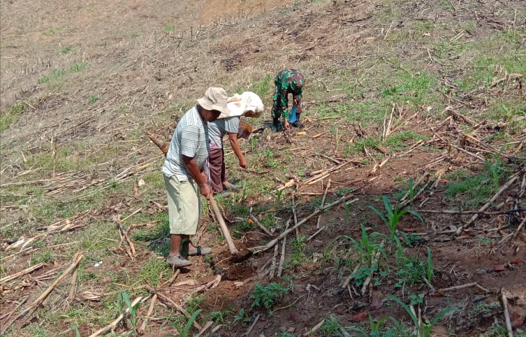 Babinsa Bantu Petani Tanam Jagung Milik Hardi Milala di Desa Siganderang
