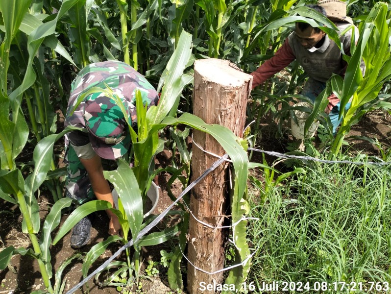 Upaya Tingkatkan Hasil Produksi, Babinsa Koramil 04/SE Bersama Petani Laksanakan Pemupukan Tanaman Jagung