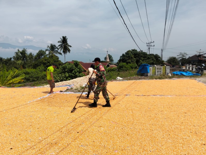 Babinsa Koramil 09/LB Bantu Warga Jemur Padi, Wujud Dukungan TNI dalam Ketahanan Pangan