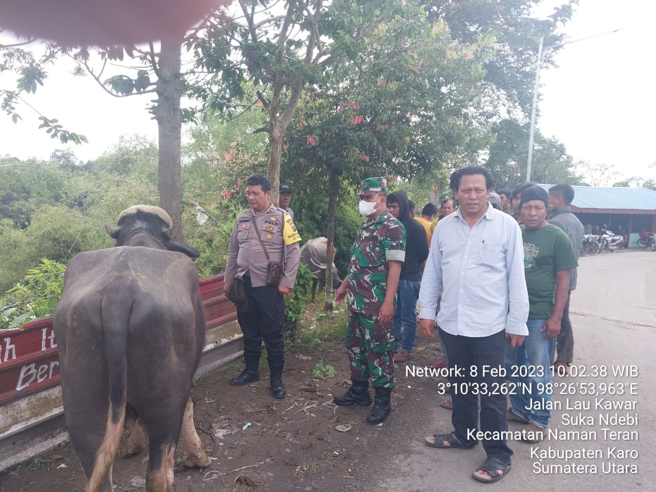 Mencuri Kerbau Di Kec Tigapanah , Pelaku Meninggal Dunia Diamuk Massa di Kec Namanteran