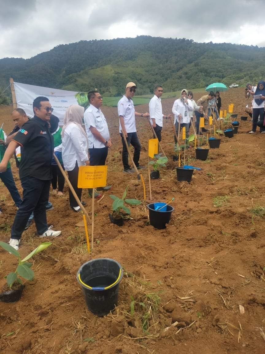 Wakil Bupati Karo Theopilus Ginting Tanam Pisang Cavendish di Desa Negri Jahe