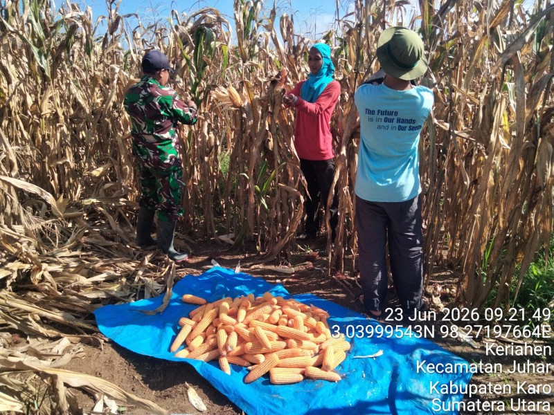 Selalu Hadir Ditengah-Tengah Masyarakat, Babinsa Koramil 07/JH Bantu Petani Panen Jagung