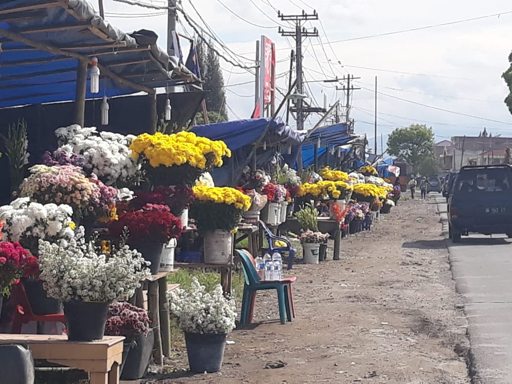 Natal dan Tahun Baru, Pembeli Bunga Hidup Mengalami Peningkatan di Karo