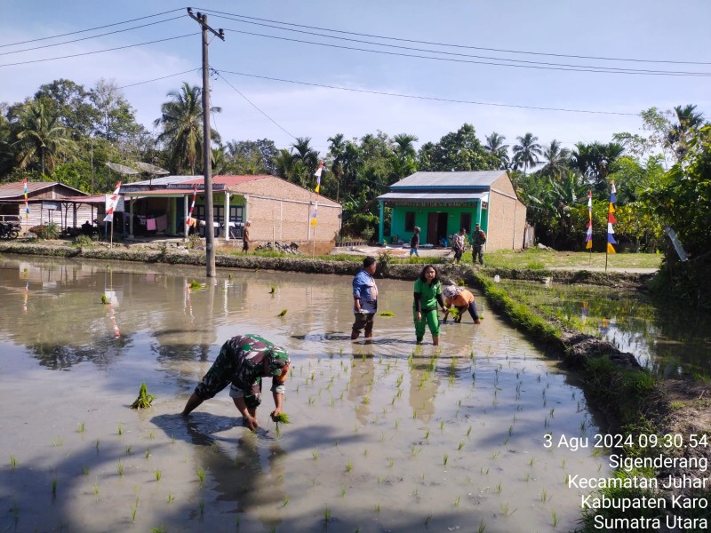 Babinsa Koramil 07JH Bantu dan Semangati Petani Tanam Padi di Desa Sigenderang