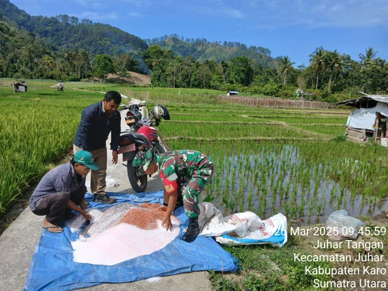 Bantu Petani Memupuk Padi, Merupakan Salah Satu Bentuk Perhatian Babinsa Koramil 07/Juhar
