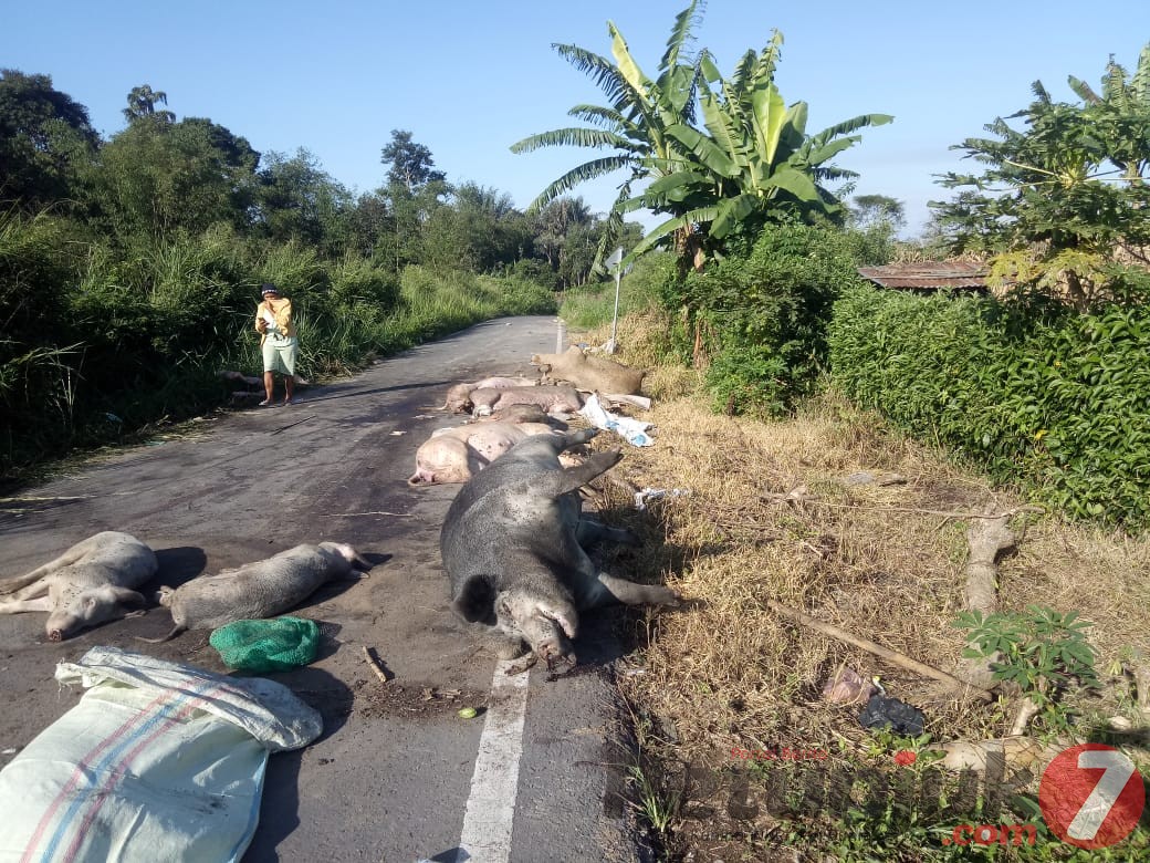 Ada Bangkai Babi di Jalan Lingkar Kabanjahe, Kadis Peternakan Karo: Waduh, Dimana Lagi Itu Pak!