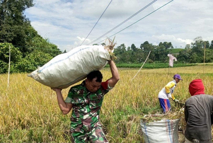 Bantu Petani Panen Padi, Bentuk Dukungan Babinsa Koramil 06/MT Sukseskan Swasembada Pangan