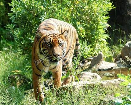 Kembali, BBKSDA: Seekor Harimau Mengejar Seorang Karyawan HTI di Inhil