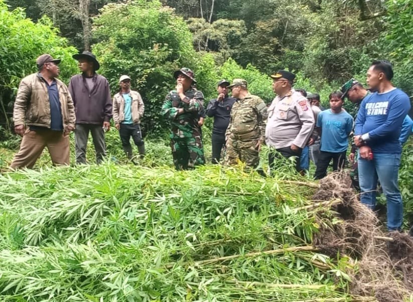Dandim 0205/TK Bersama Forkopimda Gelar Pemusnahan 1 Rante Ladang Ganja di Hutan Sibuatan Pancur Batu Dandim 0205/TK Bersama Forkopimda Gelar Pemusnahan 1 Rante Ladang Ganja di Hutan Sibuatan Pancur Batu