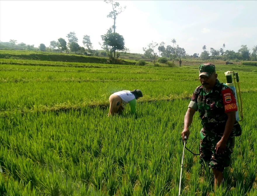 Bantu Penyemprotan Padi Petani di Batu Karang, Serda Wijaya: Butuh Teknik dan Strategi Perawatan