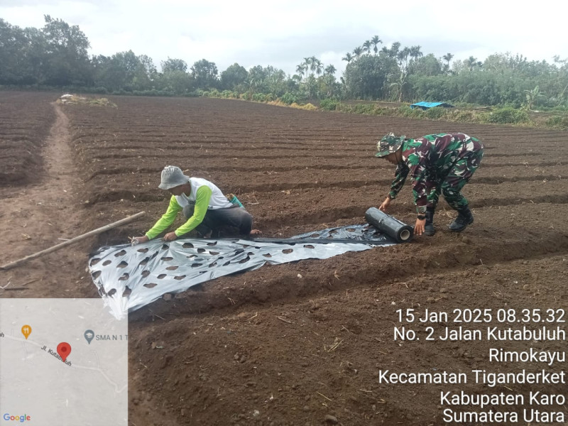 Babinsa Koramil 05/PY Bantu Pemasangan Plastik Mulsa dan Pemberian Pupuk Pada Tanaman Bawang Merah