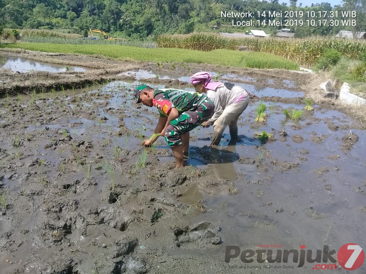 Berada Ditengah Lumpur, Babinsa Dampingi Petani Tanam Padi di Desa Perbaji