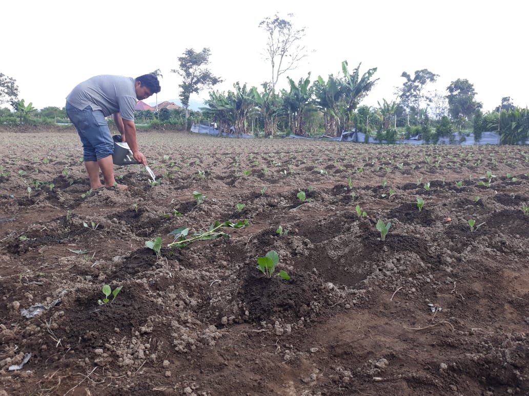 Cerita Petani Kol Soal Gagal Panen Musim Kemarau di Karo dan Anjloknya Harga Jual Sayur