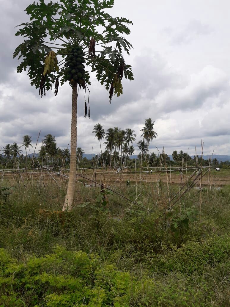 Bendungan Irigasi Jebol, 1.500 Ton Potensi Panen Beras Lenyap di Pulo Godang (Batangtoru)