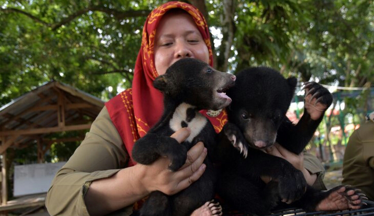 Terpisah dari Induknya, BBKSDA Riau Rawat Tiga Bayi Beruang  Madu Telantar