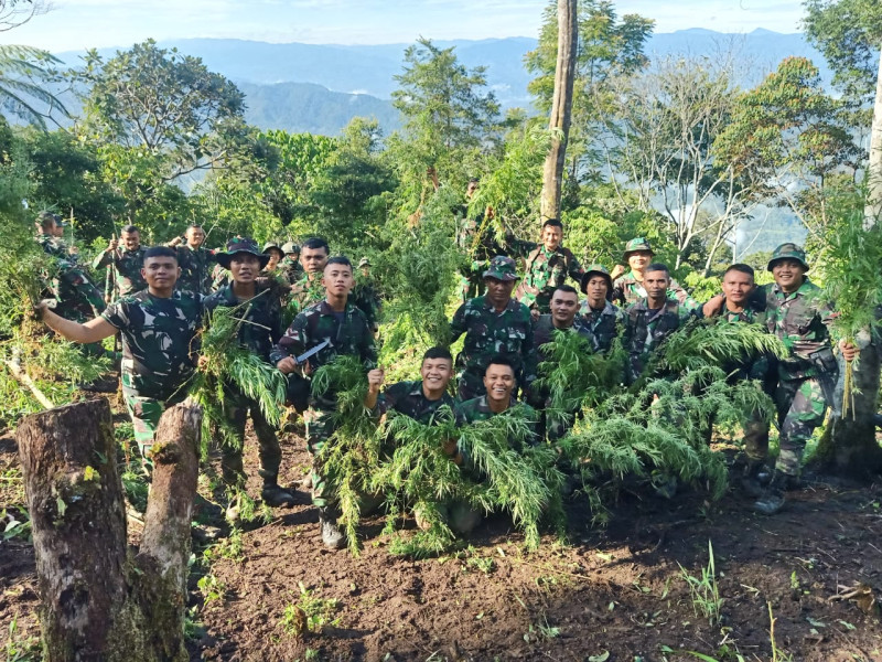 Latihan Tempur di Bukit Tor Sihite, Prajurit Yonif 123/RJW Temukan Ladang Ganja