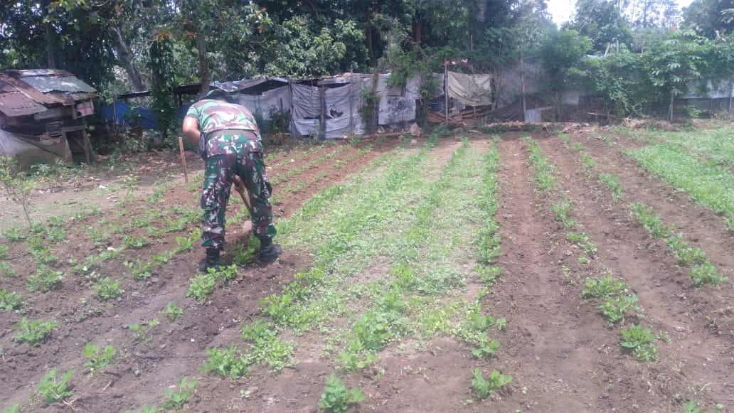 Babinsa Kodim 0205/Tanah Karo Belajar Bercocok Tanam di Markas