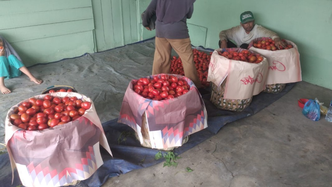 Petani di Karo Mengeluh Karena Rugi, Harga Jual Tomat Rp 1500/Kg, Petani Berharap Bupati Karo Supaya Turun Kelapangan Petani di Karo Mengeluh Karena Rugi, Harga Jual Tomat Rp 1500/Kg, Petani Berharap Bupati Karo Supaya Turun Kelapangan