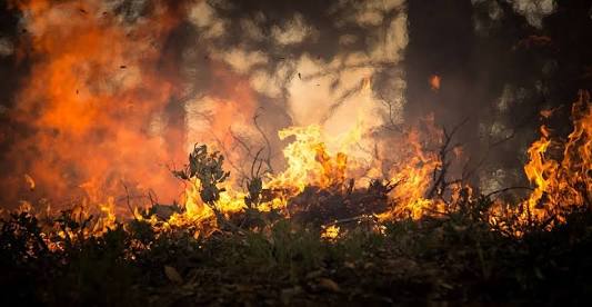 BPBD: Kebakaran Hutan dan Lahan di Riau Sedikitnya Sudah 680 Hektare