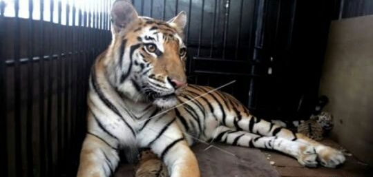 Harimau Sumatera Ditemukan di Aek Nauli Diberi Nama Si Monang