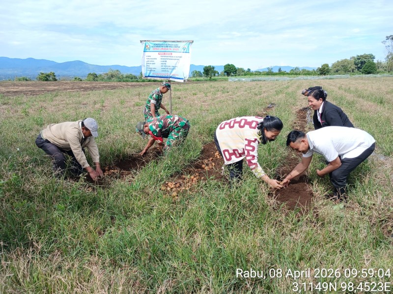 Babinsa Koramil 04/SE Dampingi Petani Panen Kentang Bumdes di Desa Lingga