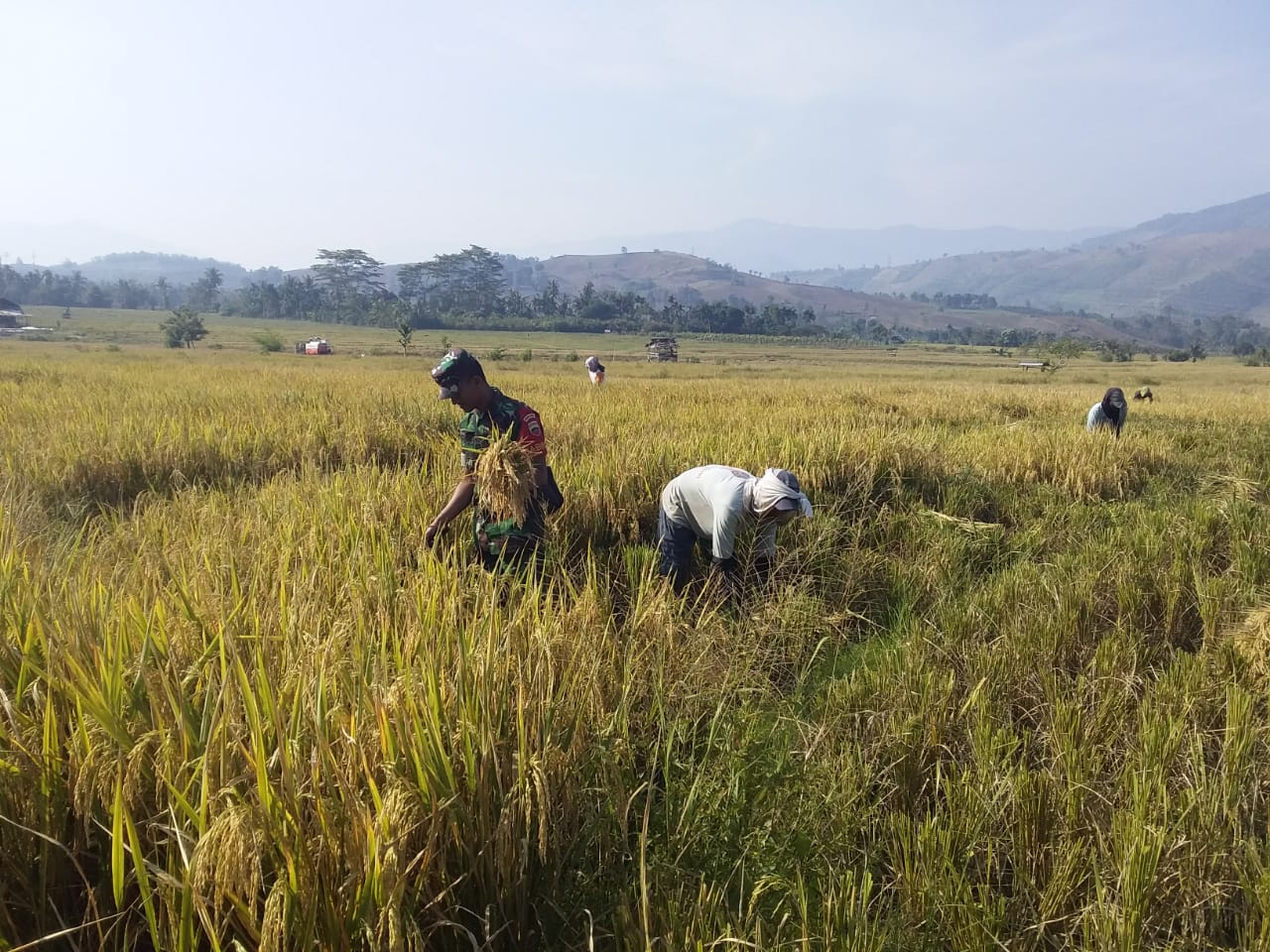 Babinsa Bantu Petani Kelola Lahan Persawahan Desa Munthe