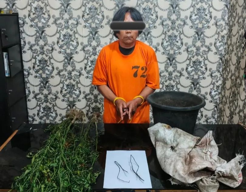 Tanam Ganja Di Dekat Pemukiman Warga, Petani Kec Namanteran Dibekuk Satresnarkoba Polres Karo