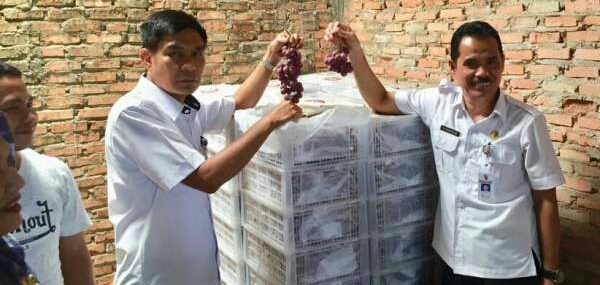 DPP Pekanbaru Sidak Distributor Buah Anggur Ilegal