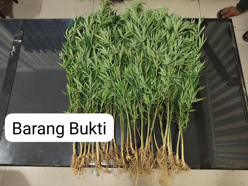 Terima Laporan dari Babinsa dan Bhabinkamtibmas, Polres Tanah Karo Ungkap Ladang Ganja