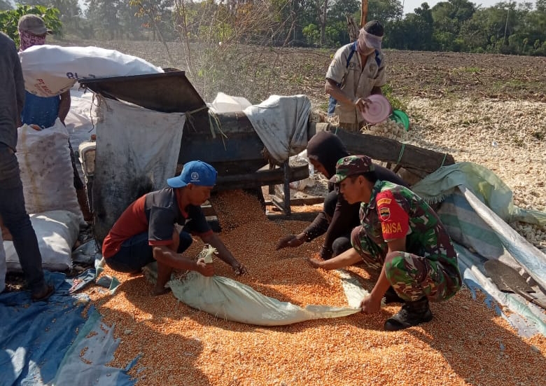 Swasembada Pangan 2019, Babinsa Bantu Petani Panen Jagung di Desa Buluh Pancur